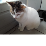Team cat_so cute