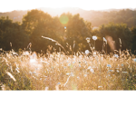 Meadow Springs