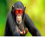 ProMonke