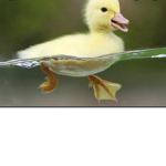 Ducki’s clouthes