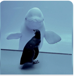 Penguins vs whales