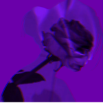 ~claire's purple petals~