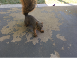 Squirrels group