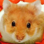 Hamster squad!! / guinea pig squad!!