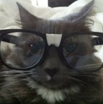 El Gato sirr