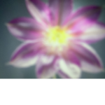 Aesthetic flower!
