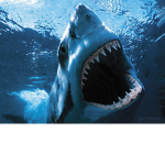 sharkfin group