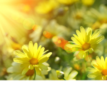 The daisy field group