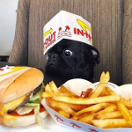 French pugs!!!