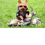 PUPPY gangsters!!!