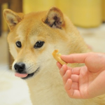 doge goes