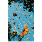 『Butterfly Army』