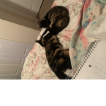 My cats daisy and dazzle