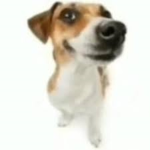 funni dog HAHAHAH