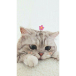 meow-meow