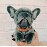 -pugs-