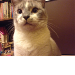 Warrior cats! ###!
