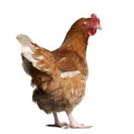 chicken group official