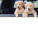 Cute Puppies And Dogs Fan Group