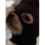 Doggy’s unite