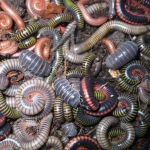 tyvche