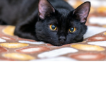 Black cats We all like the black cats