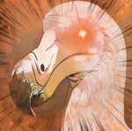 REALDODO 리얼도도새
