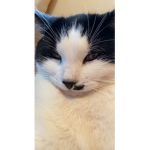 Reggie the cat fans