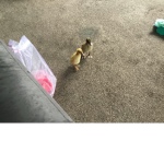 Duck group ,!!!!!!!!!!