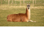 lazy llamas