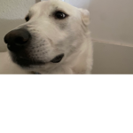 Noahj754's group