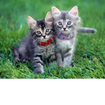 Kitty Craft Mwa