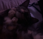 Tortoiseshell