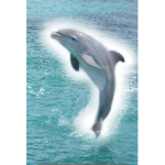 My Lighty Dolphins