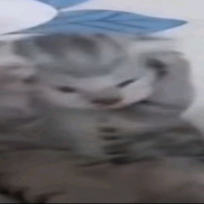 Cat Roblox decal