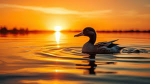 the sunset duckies!