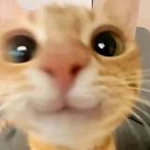 cottonfluffy Group Thumbnail