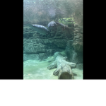 ManateeMaya