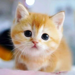 The Cat Family 1
