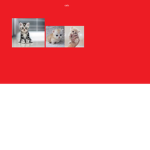 love party cats
