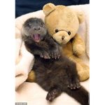 Otters and Dragons are the best