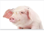 Big pig army