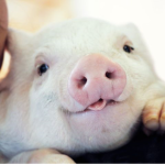 The Burrow Pigs