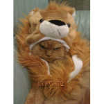 Cat Crew!!!!