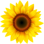 sunflower clothing co.