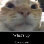 the memes..