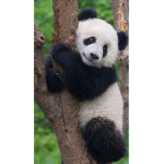 Sandys group of panda likers