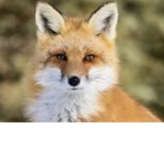 Fox_only