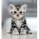 #Kitty/Cat Squad