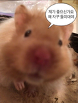 스껄즈